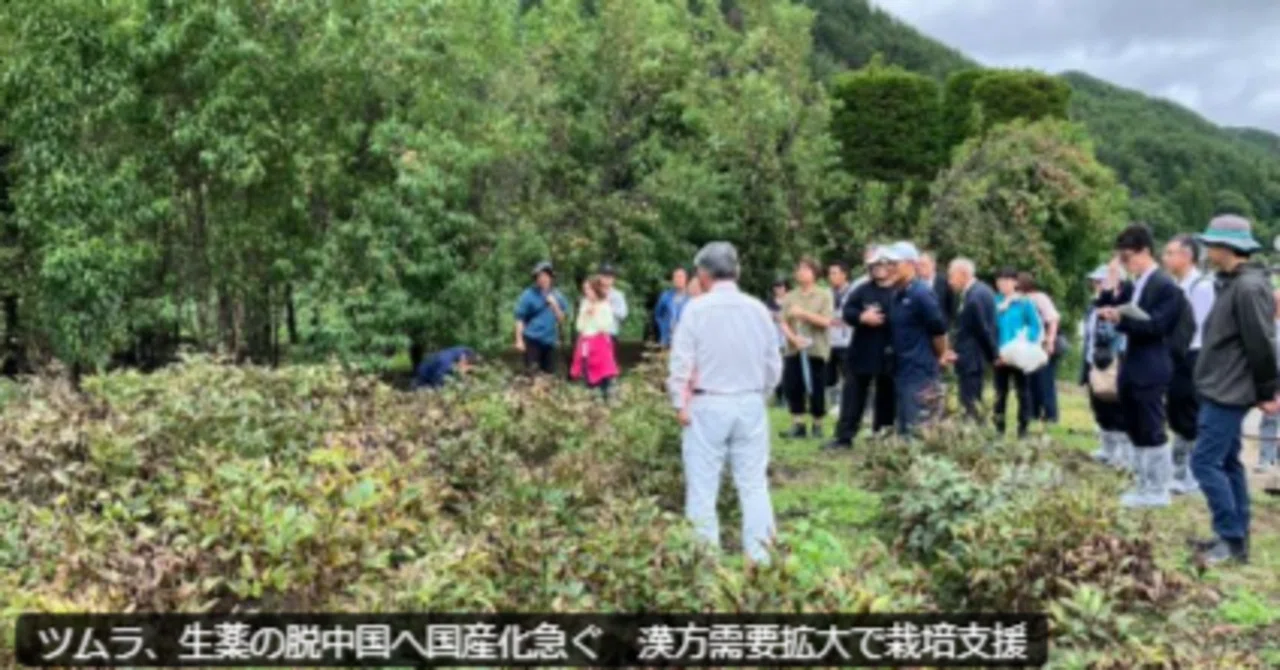 ツムラ主導で進む国産生薬、脱中国依存へ!生薬栽培で農家と企業の連携強化