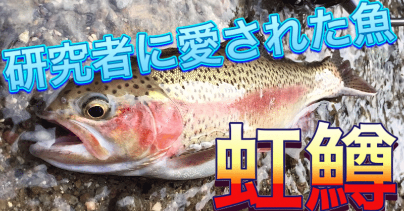愛された外来種 ニジマス 釣り 山阿呆の大学生 Note