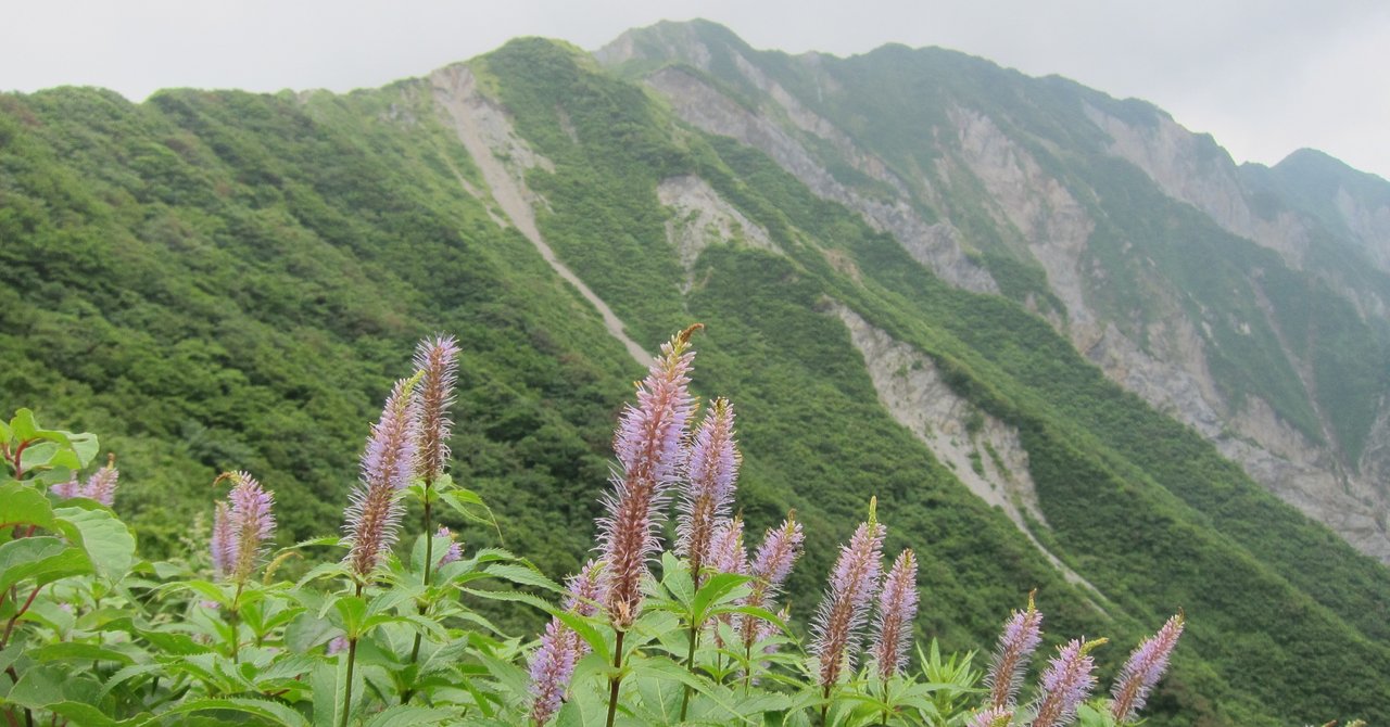 ユートピアの花情報 大山ゲストハウス寿庵 Note