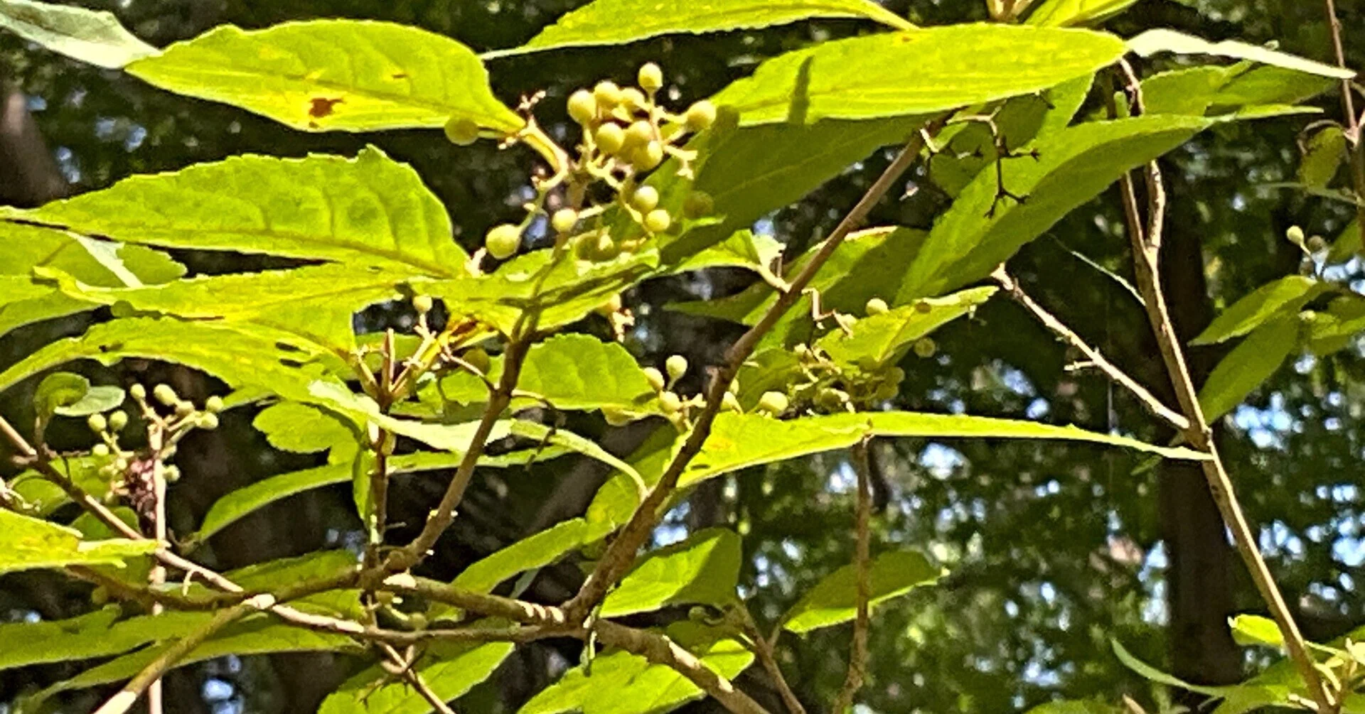 ムラサキシキブ（京都府立植物園）：2026年10月1日（木）｜藤井秀昭