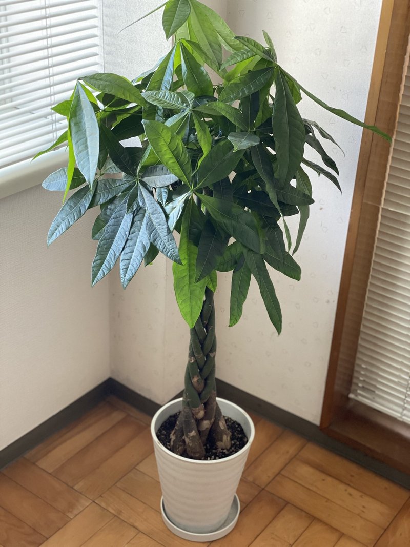 147 パキラを購入して1ヶ月半が経ちました 今までの感想 なんでも65点 ヒトクイ Note