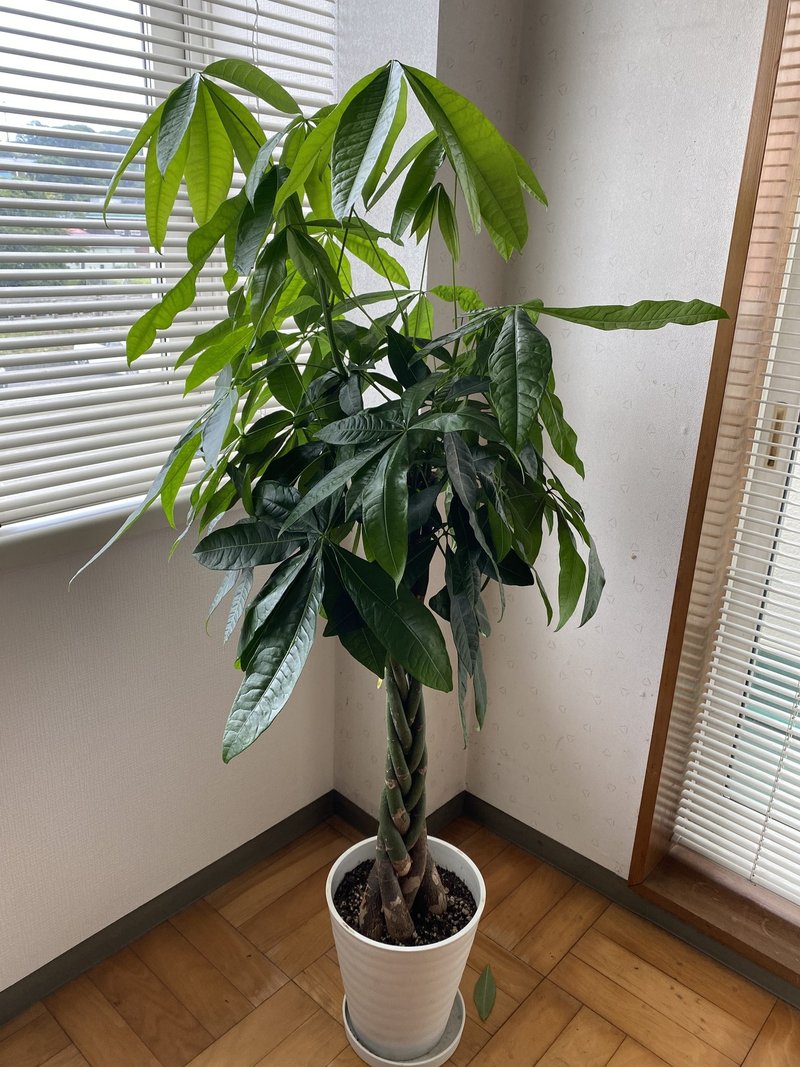 147 パキラを購入して1ヶ月半が経ちました 今までの感想 なんでも65点 ヒトクイ Note