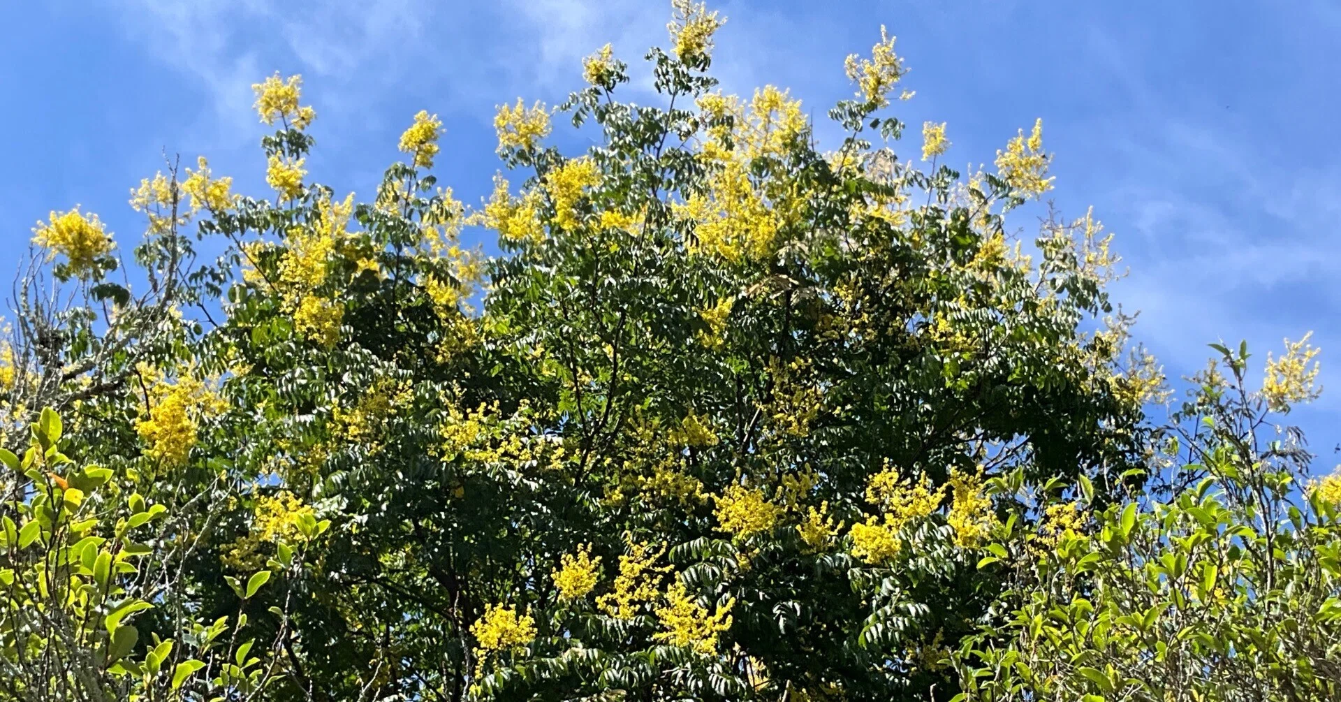 オオモクゲンジ（京都府立植物園）：2026年9月27日（日）｜藤井秀昭