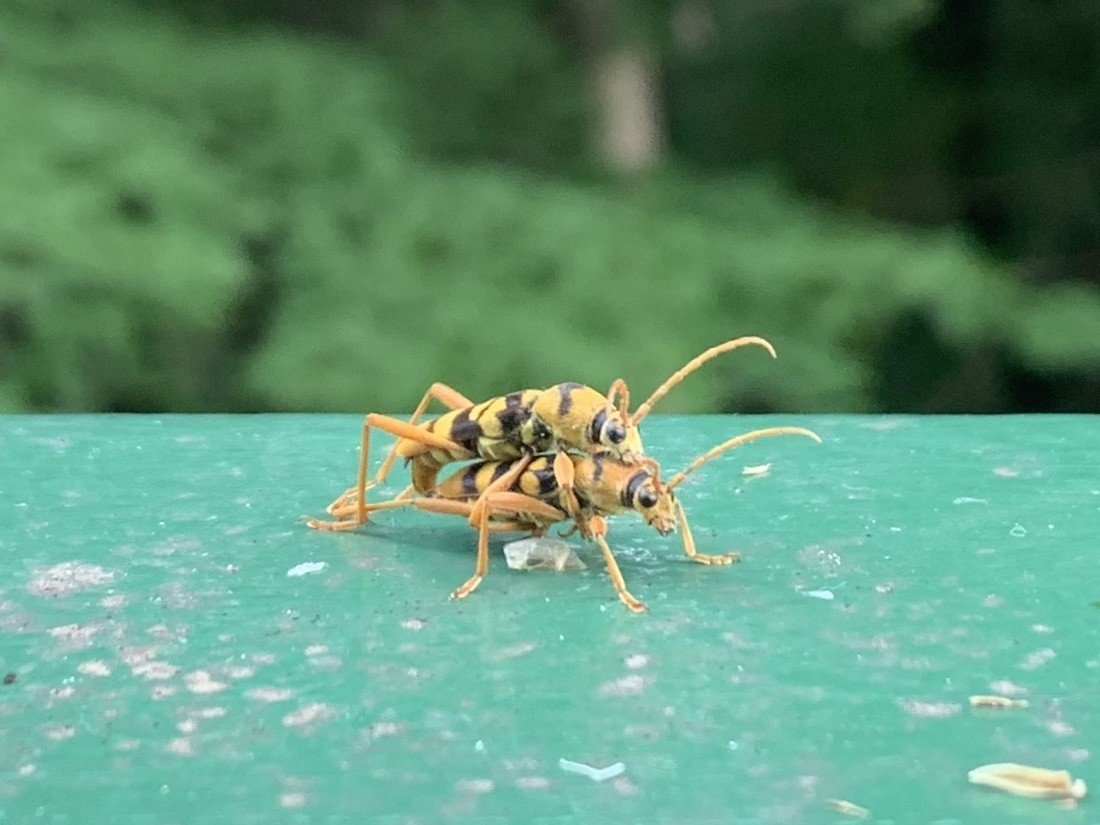 いろいろ カミキリムシ 食べ物