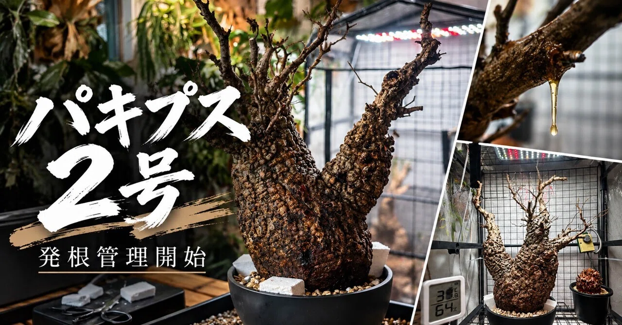 パキプス2号、発根管理開始。今回も無事に根を出してくれるのか｜塊根太郎