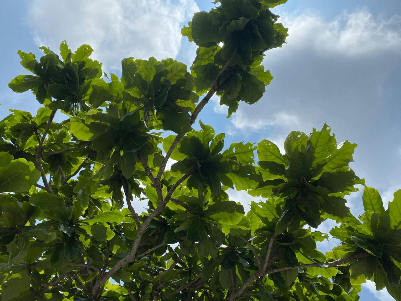 猫と自然に癒される 心と体をととのえる ととのえ職人 五木田穣 Note 猫と自然に癒される 心と体をととのえる ととのえ職人 五木田穣 Note