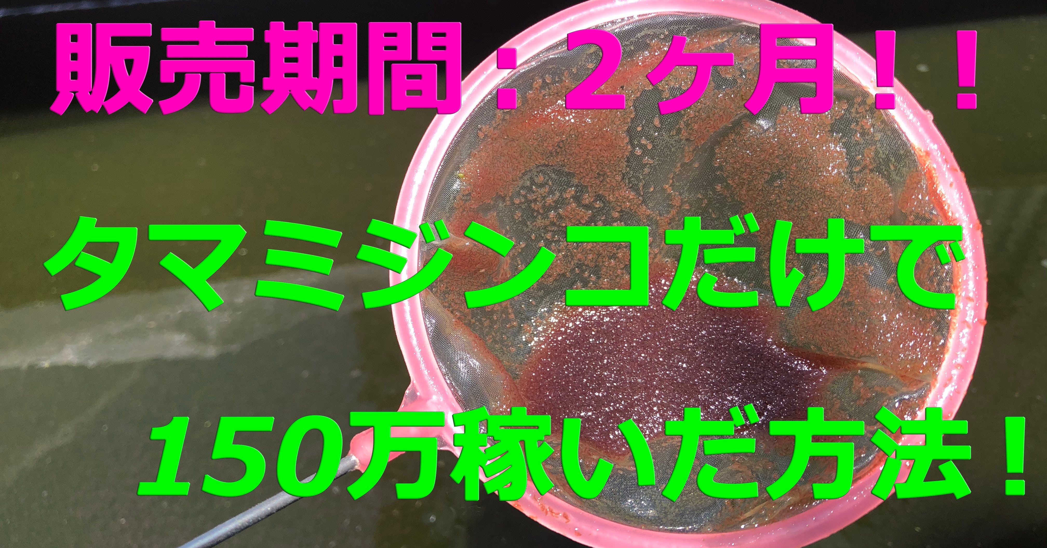 タマミジンコ転売ビジネスは儲かるのか スズトシ Note タマミジンコ転売ビジネスは儲かるのか スズトシ Note