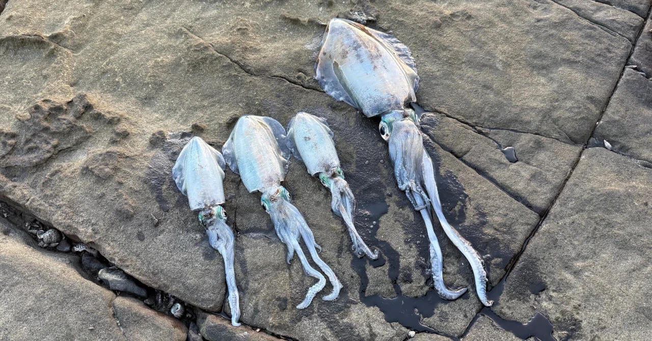 [Takashima Eging] Autumn Squid: 4 Caught + 665g | A Fishing Trip ...