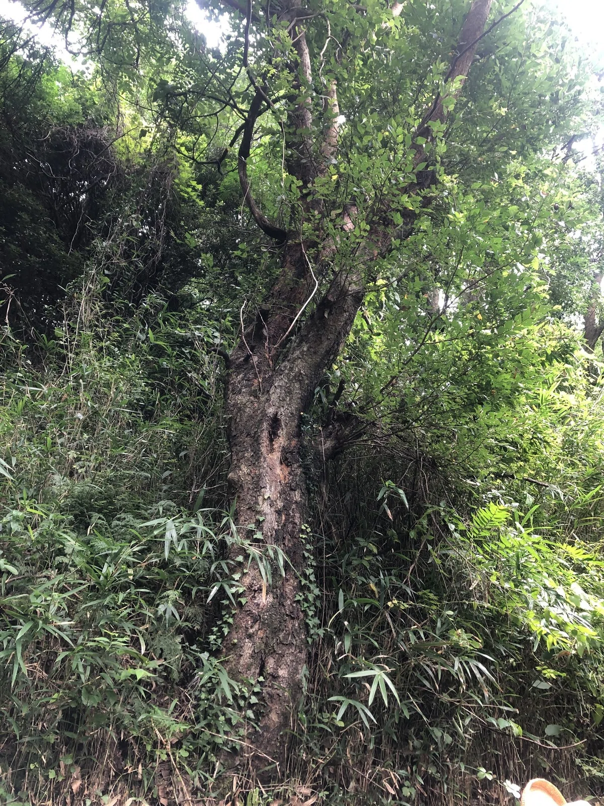 画像5