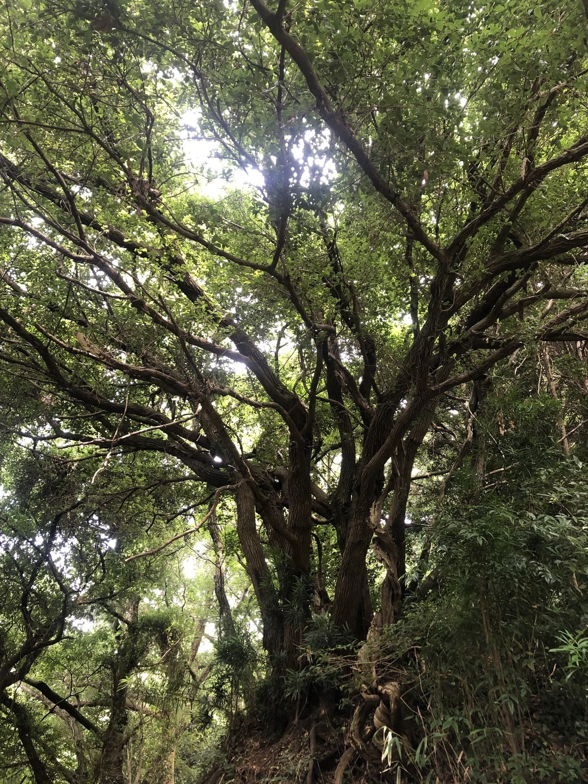 画像6