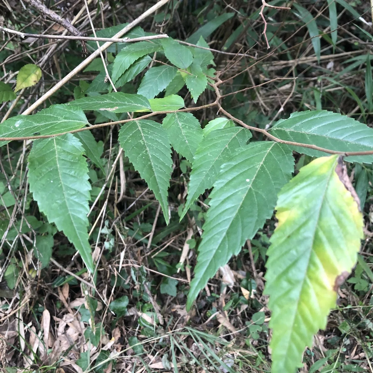 画像14
