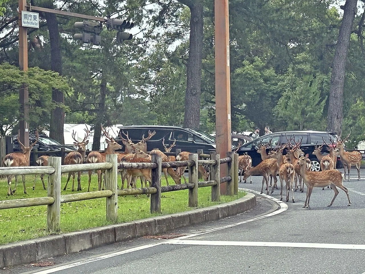 道端の木柵のそばに集まる鹿の群れ。奈良公園付近では、雨に濡れた芝生でシカが草を食む姿も見られる。