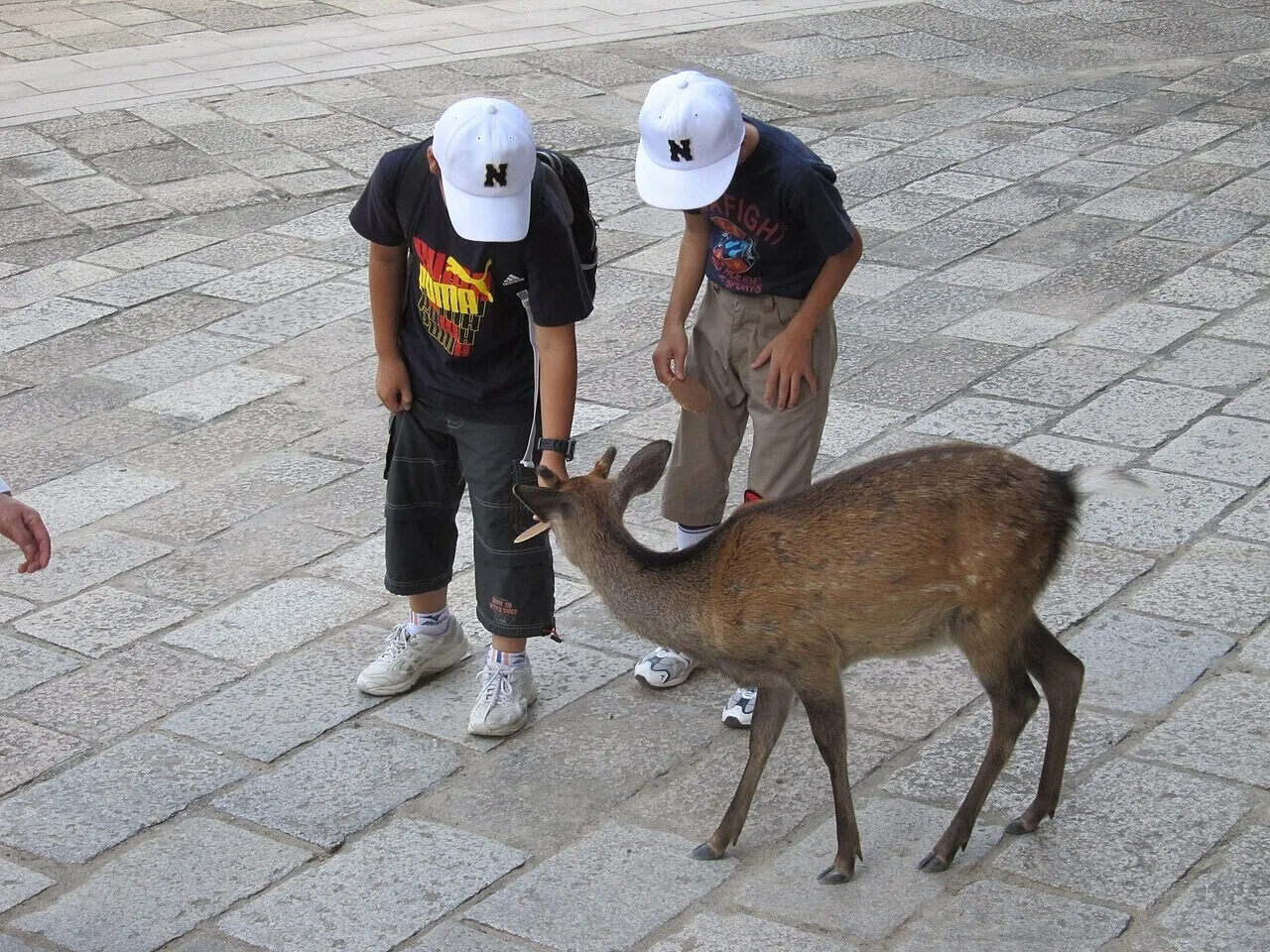 石畳の上で、帽子をかぶった子どもたちがシカにえさを与えている。奈良の公園を代表するふれあいの光景だ。