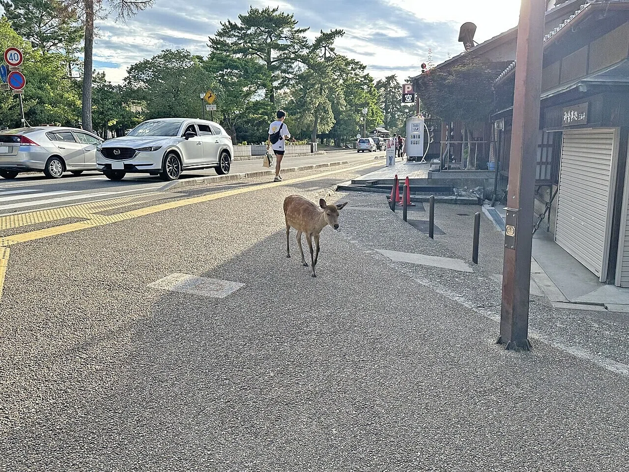 奈良公園付近の舗道に立つシカ。車や行き交う人々のそばで、街と公園が隣り合う奈良らしい光景だ。