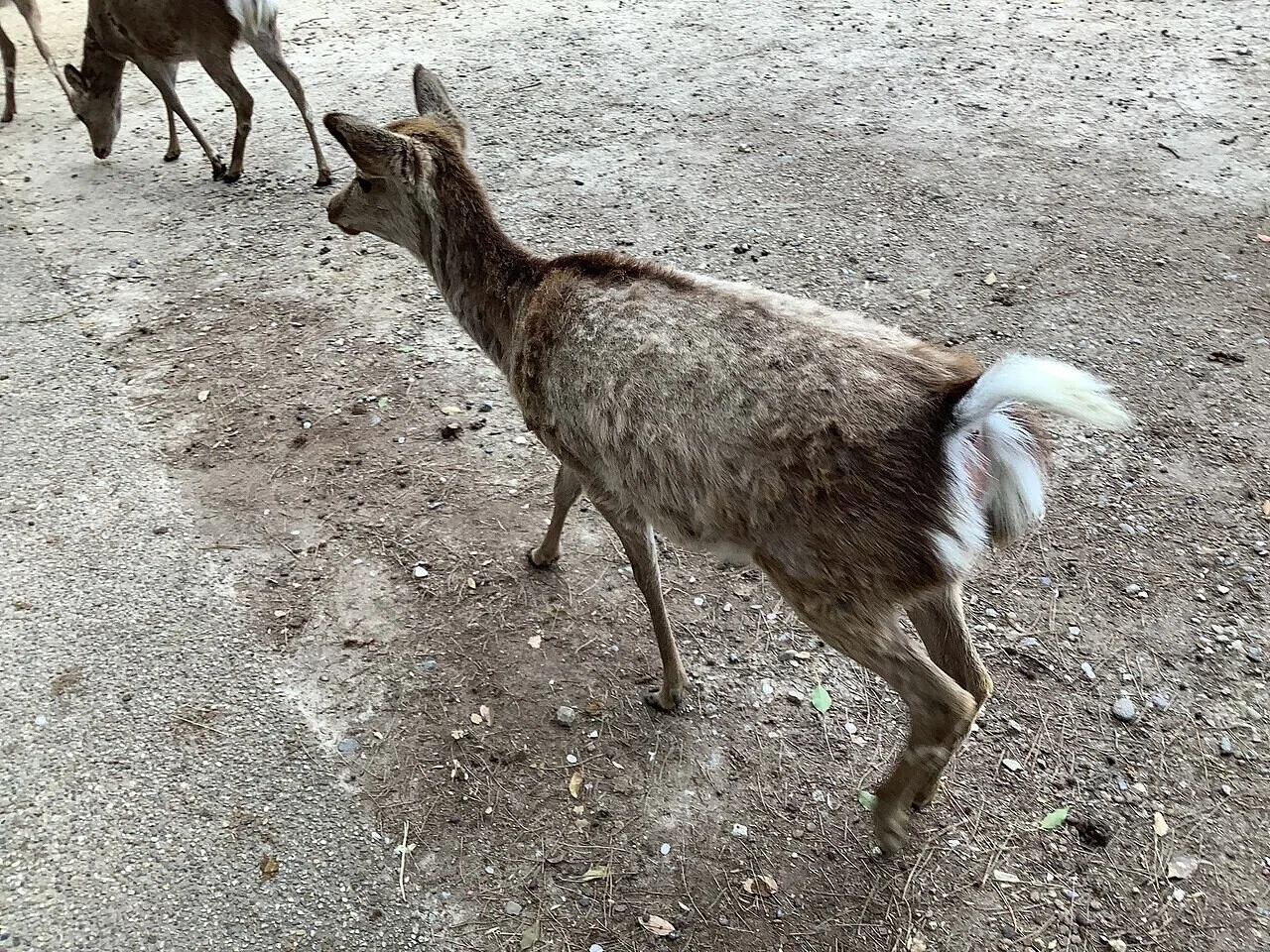白い尾を目立たせて歩くシカと、後ろで草を食むもう一頭。九月の奈良では、ゆったりとしたシカの姿が見られる。