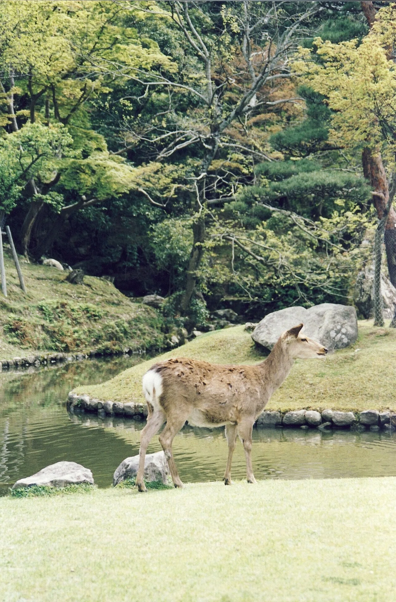 池のほとりの草地に立つ奈良のシカ。じめじめとした雨の日の公園で、ゆったりと過ごす姿がうかがえる。