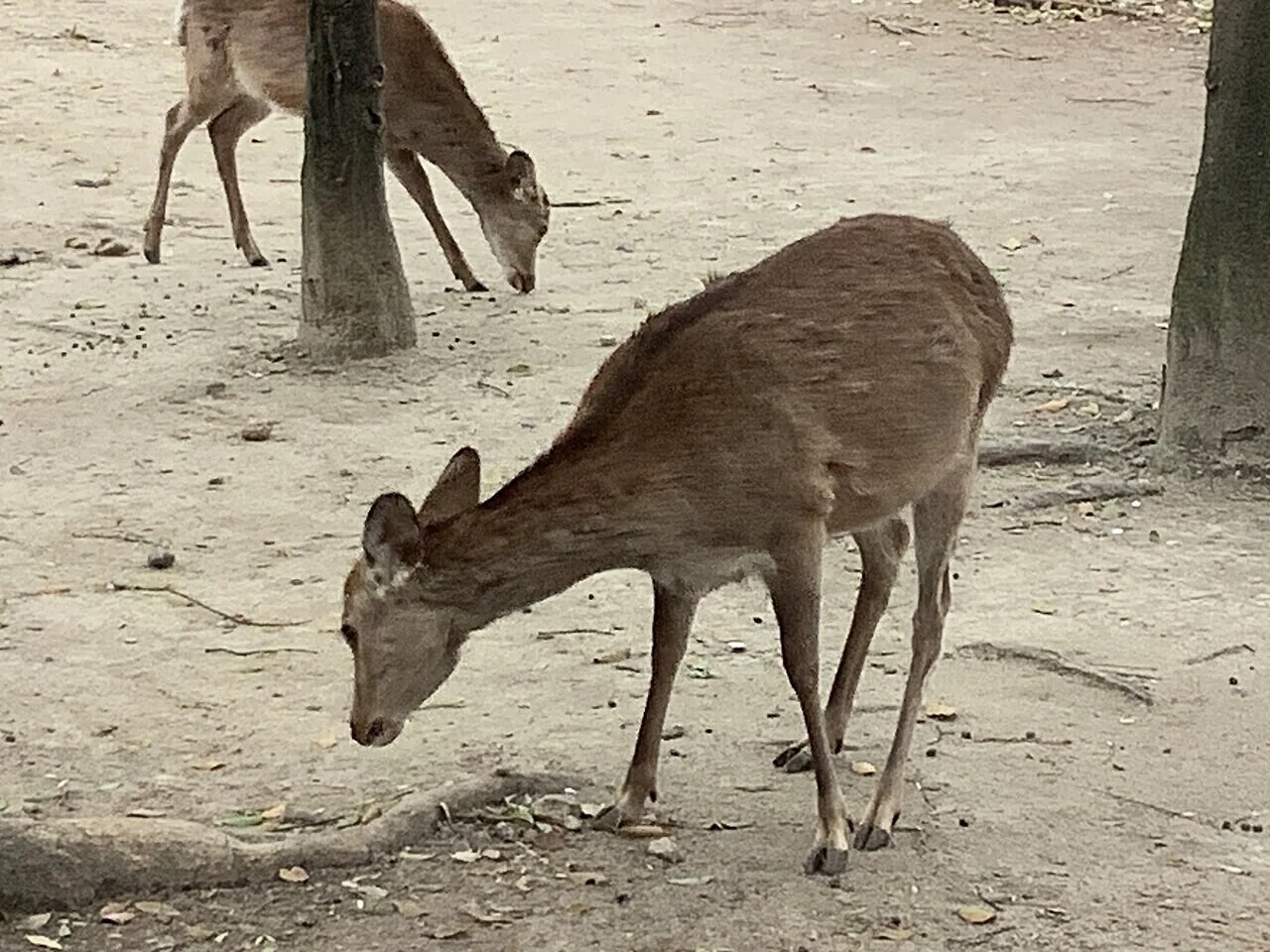 木々の間の裸地で二頭のシカが草を食む。雨に濡れた公園の芝生で、シカがゆったりと過ごす様子を思わせる。