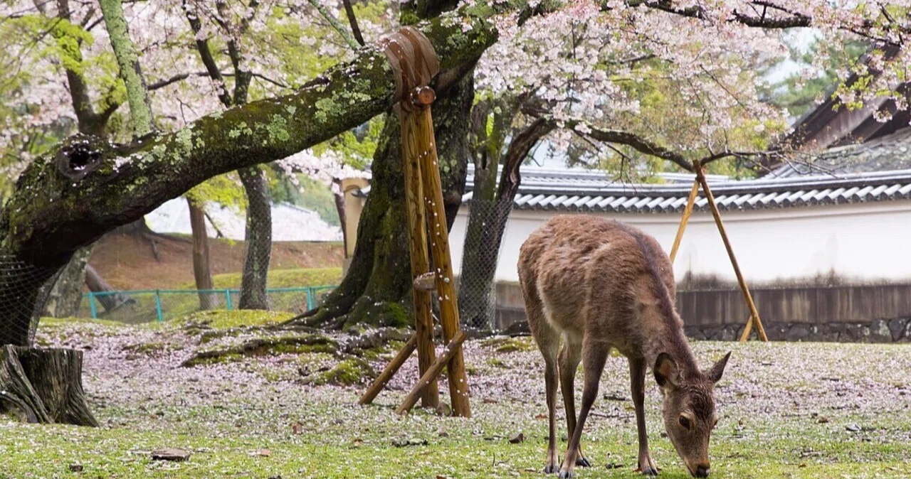 🦌 奈良天気 | 2026年9月27日(日) — 雨に煙る奈良、朝からじめり