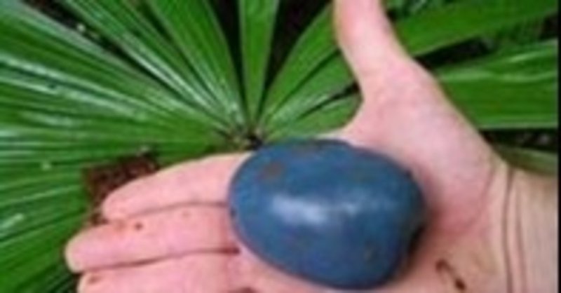 中国から謎の種 その2 小豆畑まお Note 中国から謎の種 その2 小豆畑まお Note