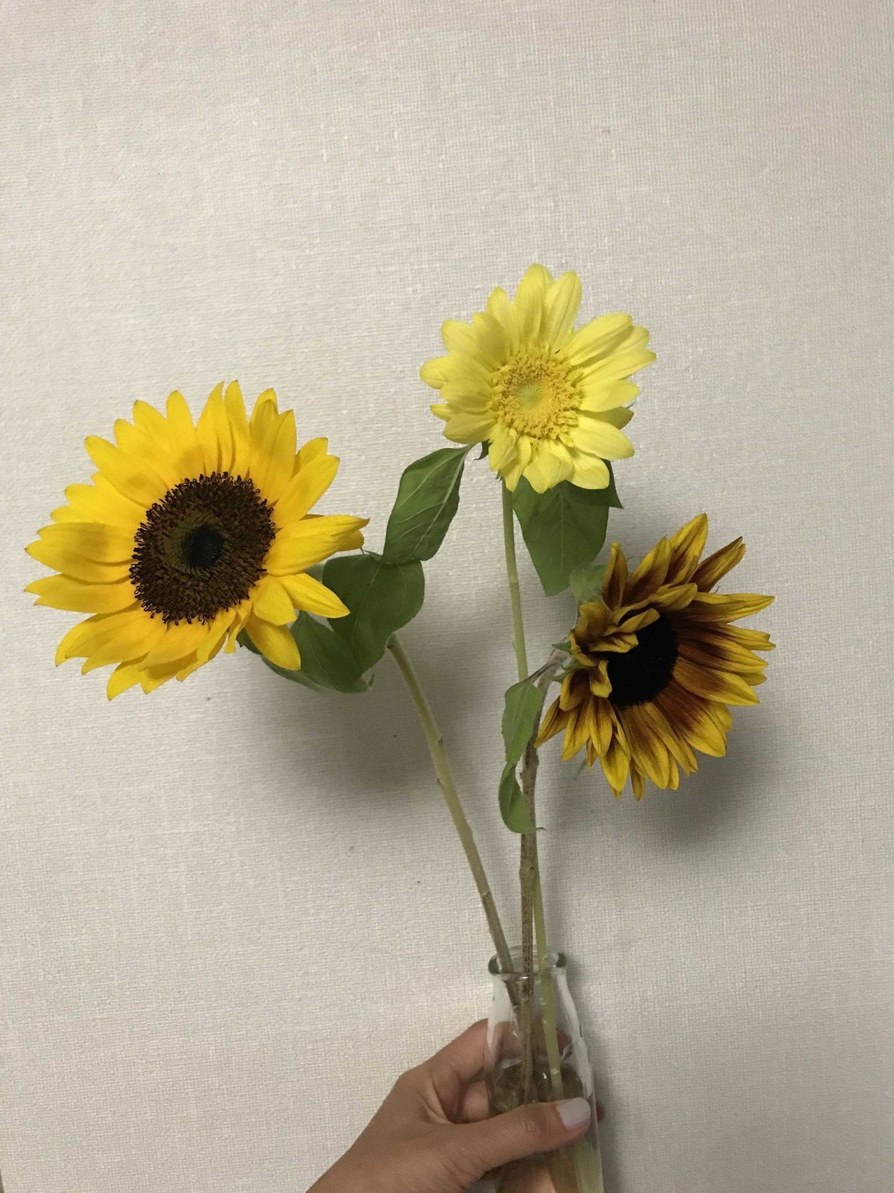 3本目は モネのひまわり という名前のひまわり ひまわり 写真 Lulu Note 3本目は モネのひまわり という名前のひまわり ひまわり 写真 Lulu Note