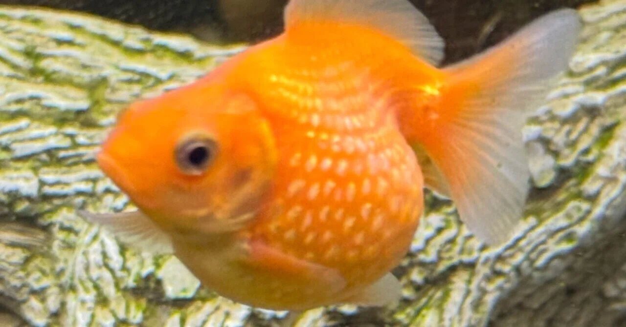 ピンポンパール』 水槽に出迎た魚たち まん丸お腹を見て母が見る度に