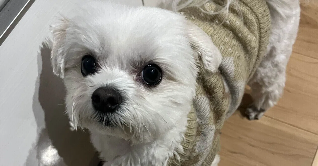 元気なワンちゃんの飼い主さんに見て欲しい｜こて
