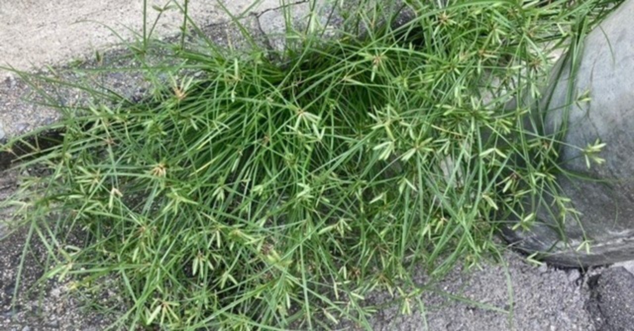 オヒシバは葉っぱが長い方の雑草 ぶんぶん ミニマリスト研究家 アマ Note オヒシバは葉っぱが長い方の雑草 ぶんぶん ミニマリスト研究家 アマ Note