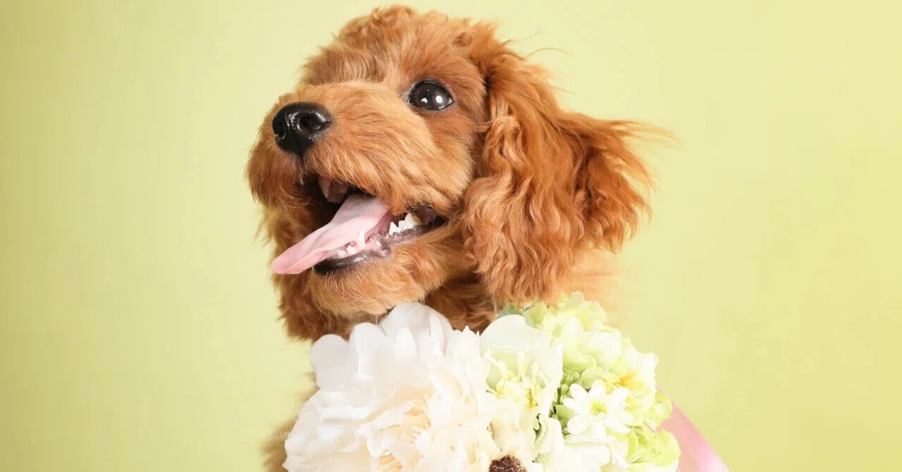 Pet Sitter in Togo Town | We can also provide overnight stays for your ...