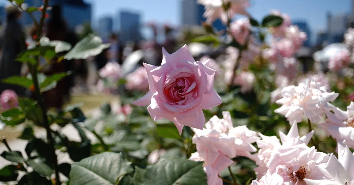 📷X-T30III × 🌹Nakanoshima Rose Garden | 🇺🇸Mme. Butterfly｜ぱぽ