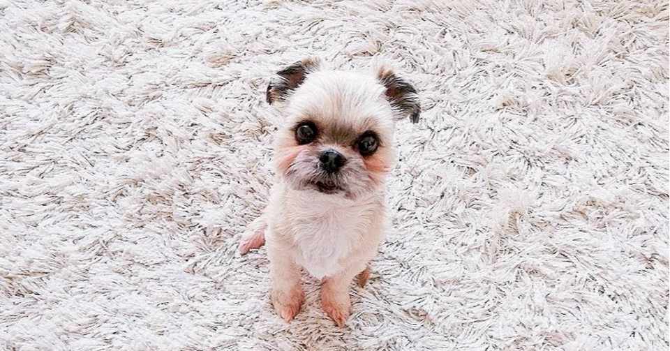 7歳の保護犬と新婚生活をはじめた僕が 育休を取る理由 コゴウタケル Note