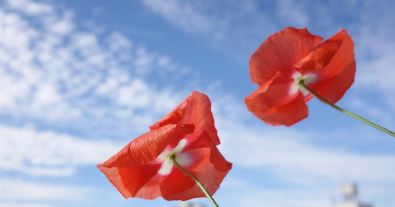Five Months of Accompanied School Attendance: Three Things I Kept Doing ...