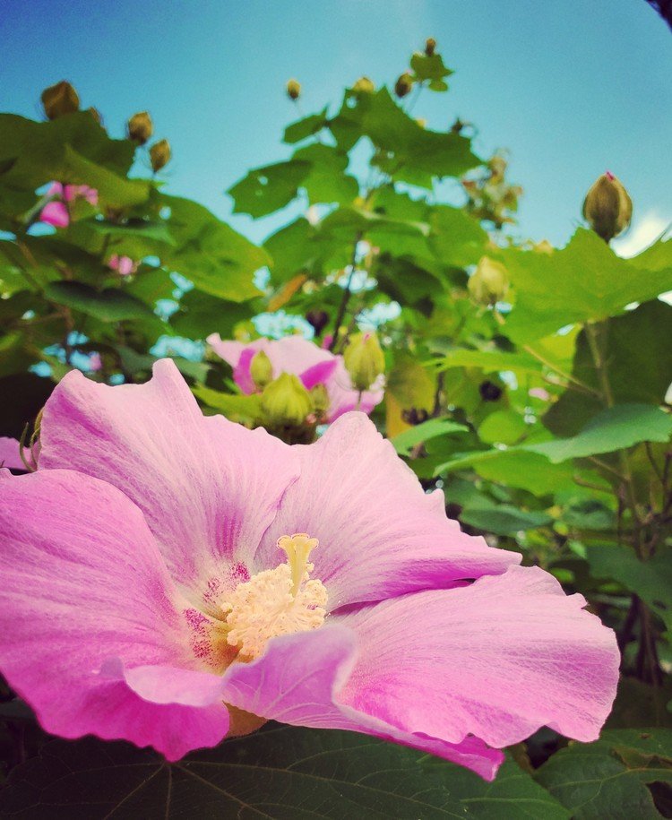 おはよーございます。

梅雨トンネル抜けたと思ったら笑っちゃうくらいの、ザ・夏朝。
そしてザ・夏花はお粉パフパフにまぶして虫たちを待っておりました。

水分とってお元気で。


#sky #summer #flower #love #moritaMiW #空 #夏 #芙蓉 #佳い一日の始まり