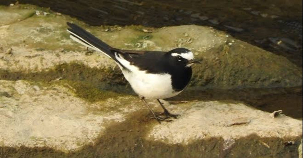 第1177回 神なる鳥｜翆野 大地