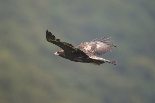 第1177回 神なる鳥|翆野 大地 第1177回 神なる鳥|翆野 大地