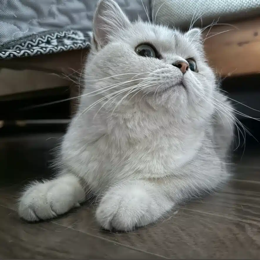 ひな