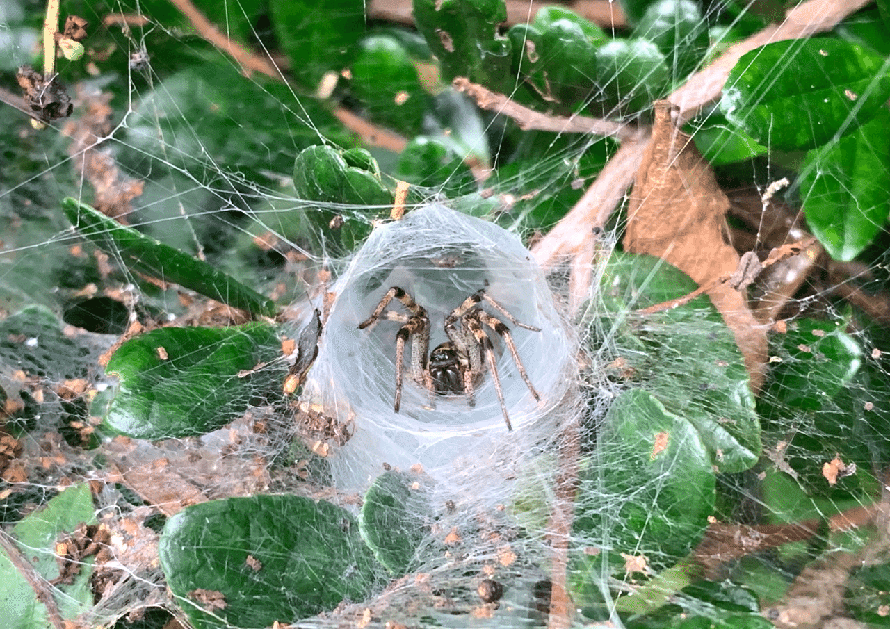 ほぼ日手帳 7月のひとコマ絵日記 Meron Note