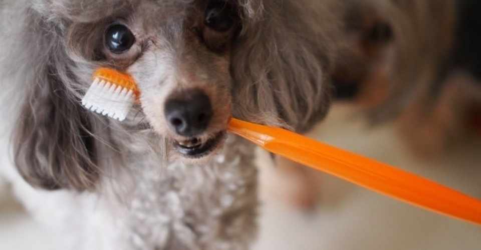 犬と猫の歯周病 ねこちぐら 獣医師 Note