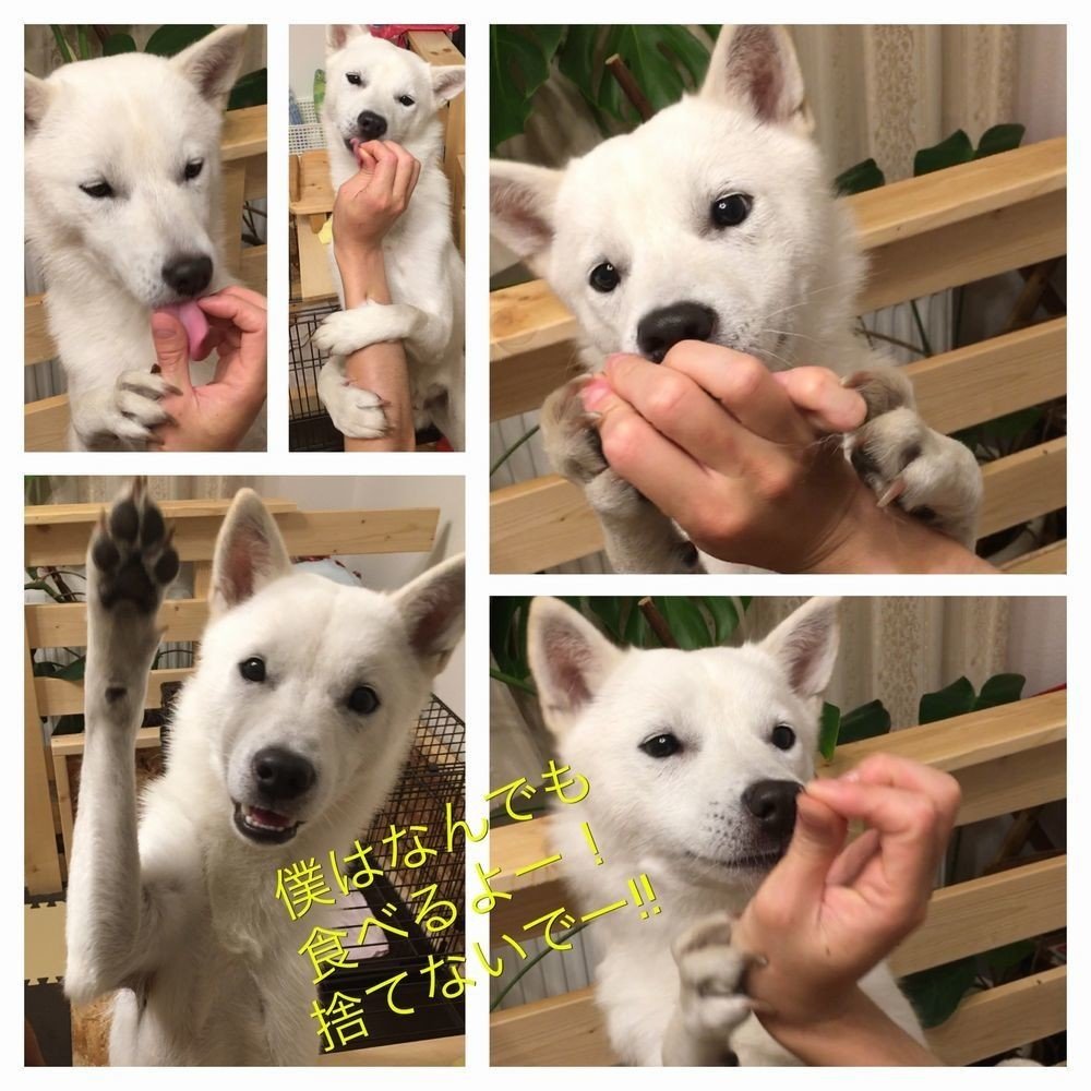 犬ごはん ドライフードの選び方 Elly Note 犬ごはん ドライフードの選び方 Elly Note