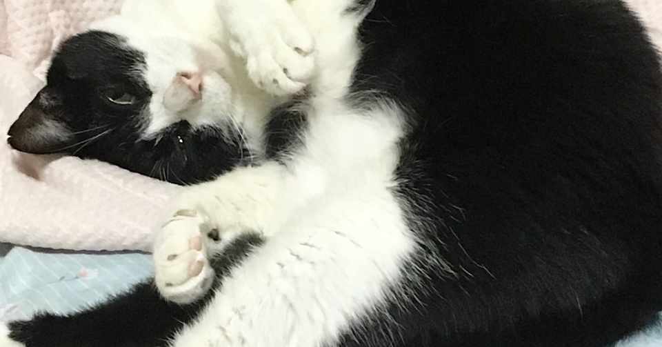 優しくて ちょっとヘンで 暖かい 伊藤潤二の猫日記 よん むー 感想 坂本雅 Note