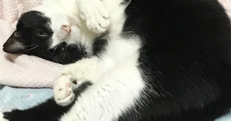 優しくて ちょっとヘンで 暖かい 伊藤潤二の猫日記 よん むー 感想 坂本雅 Note