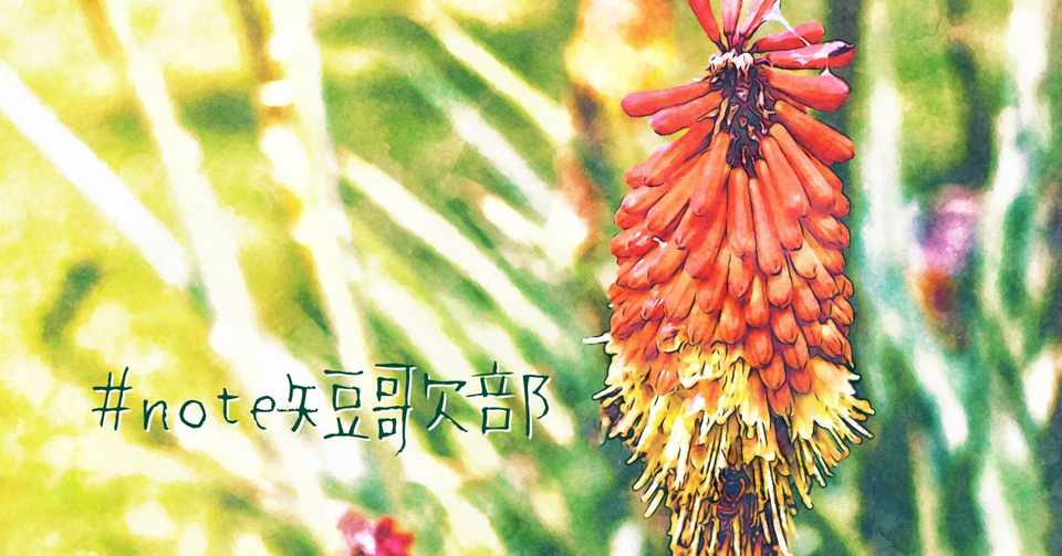 最新 8 月4 日誕生花