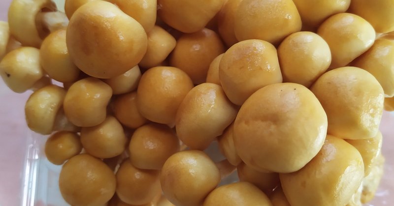 ダイエットの食事 黄金の株なめこの満腹味噌汁に癒された 1ケ月で1キロだけ痩せたい癒しのダイエット 癒しのダイエット Note