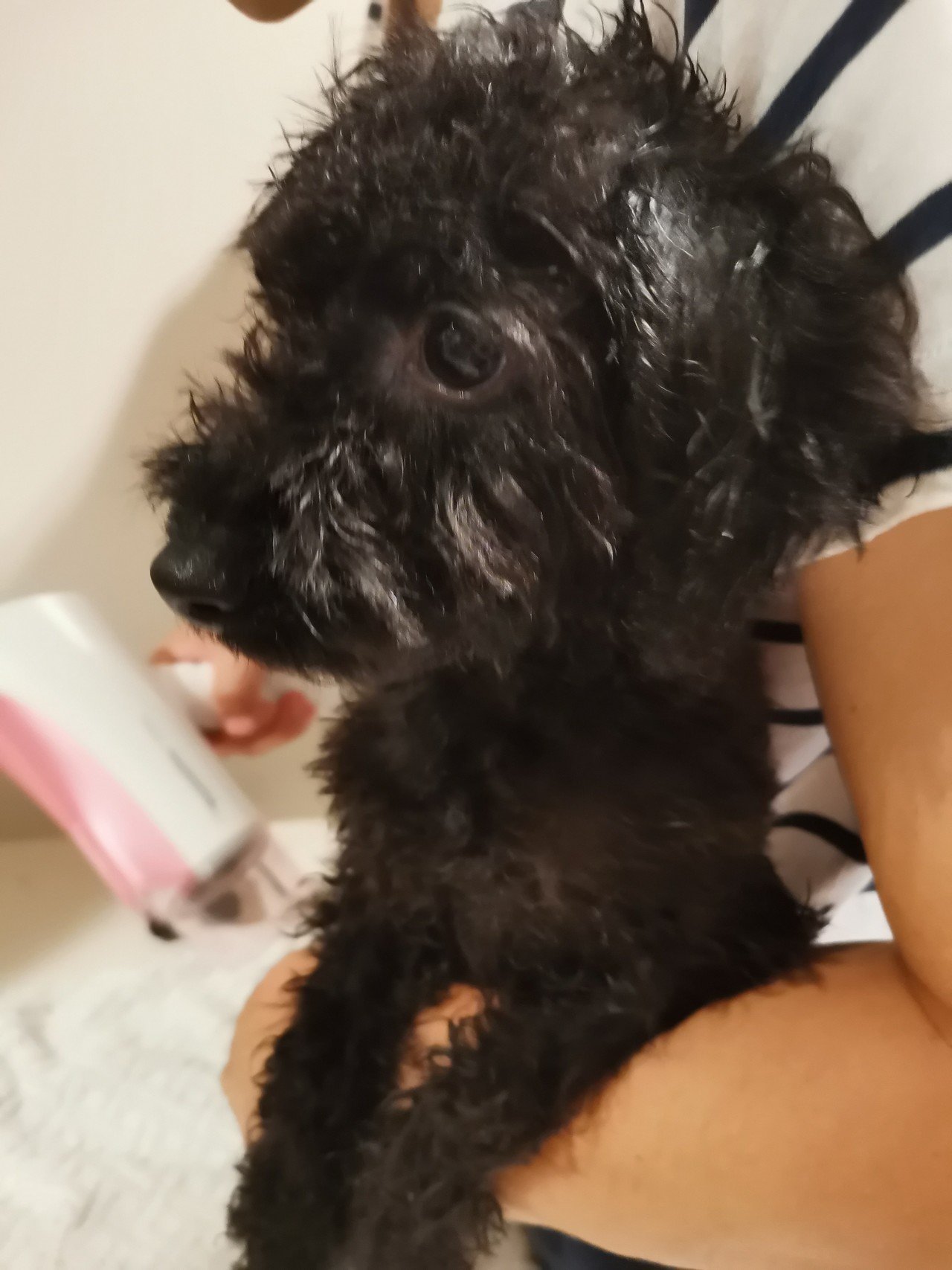 犬カットに挑戦 Anchoco Note 犬カットに挑戦 Anchoco Note
