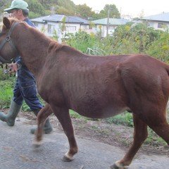 クラウス・フェルディナンド・ヘンプフリンク著「馬と踊ろう」”Dancing