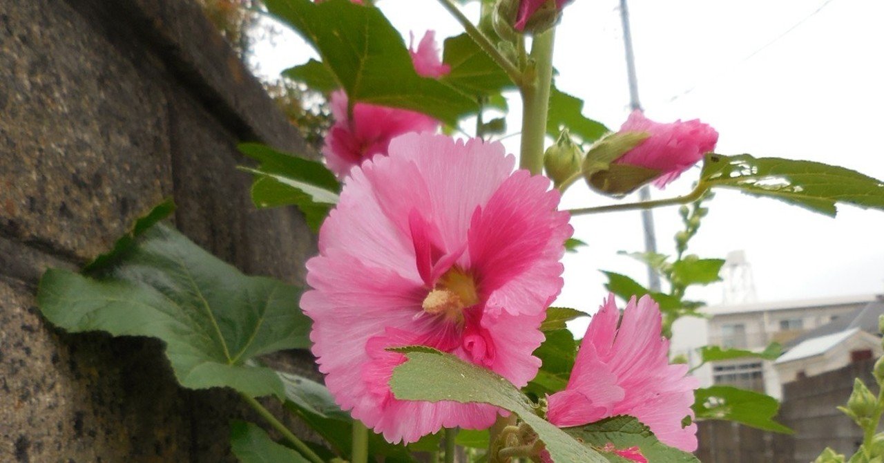 梅雨葵の花は咲いているか げっしるいふうふ Note