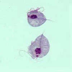 寄生虫対策その2 原虫 やーせ Note 寄生虫対策その2 原虫 やーせ Note