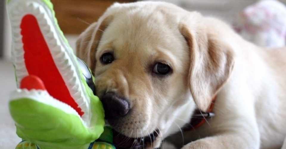 仔犬の反抗期の特徴と接し方 犬の飼い主サポートのplam Note