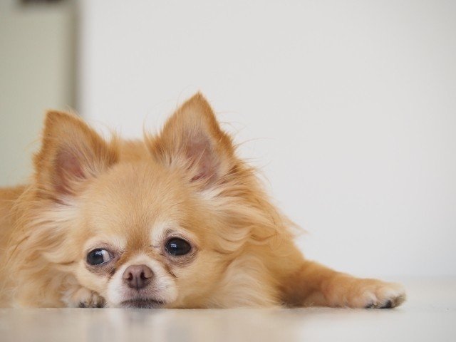 仔犬の反抗期の特徴と接し方 犬の飼い主サポートのplam Note