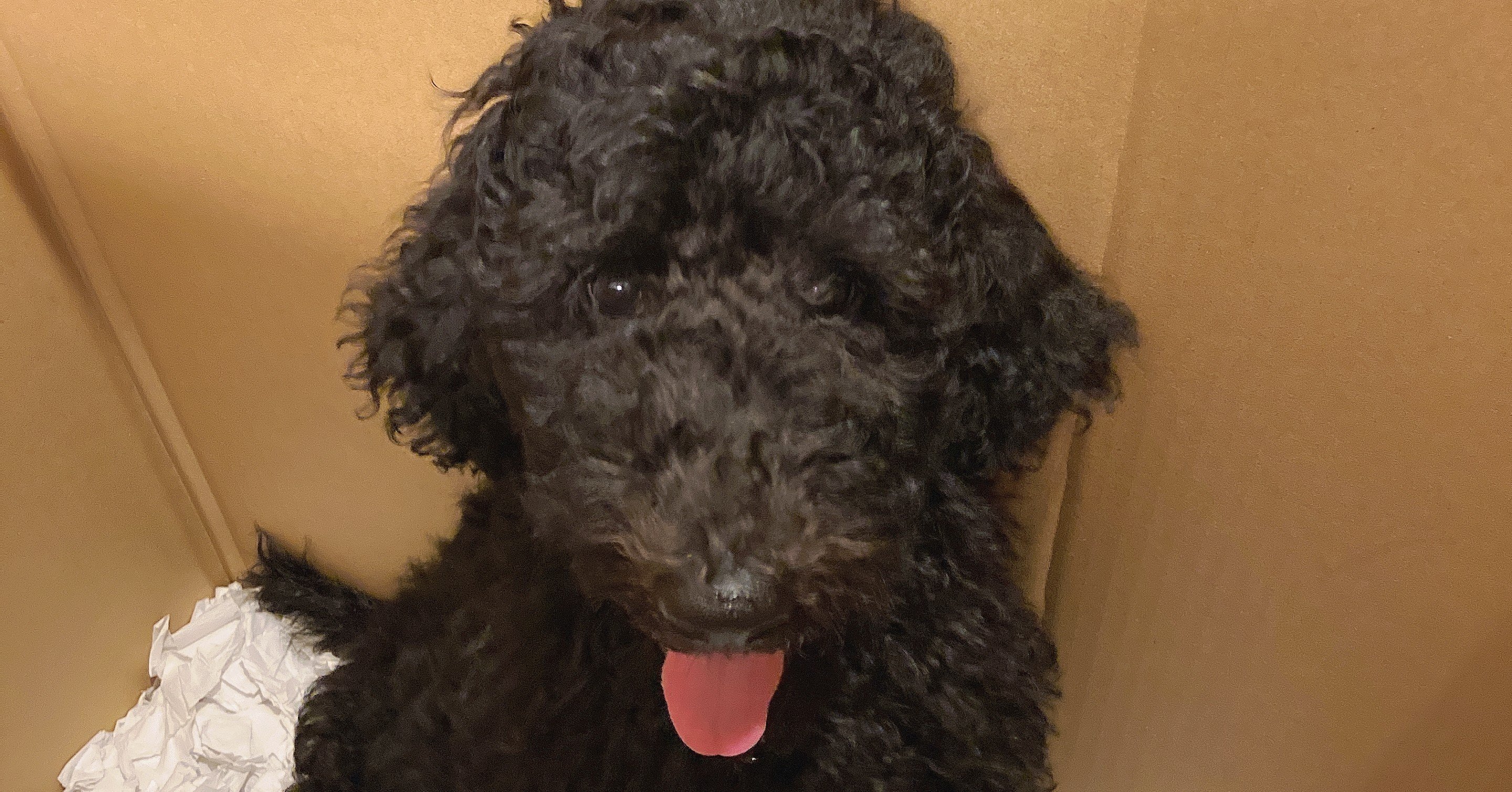 スタンダードプードルの子犬が我が家にやってきた Momoko Okada Note スタンダードプードルの子犬が我が家にやってきた Momoko Okada Note