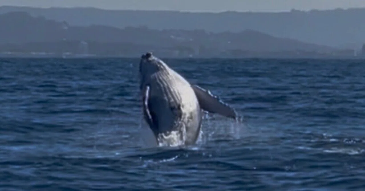 ① 🐋 クジラと泳ぎたくてオーストラリアへ🇦🇺｜永岡里菜 Lina